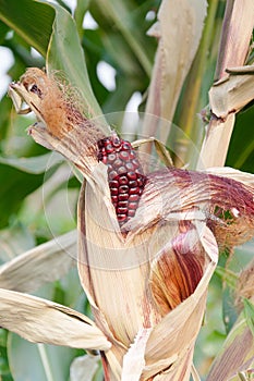 Cob purple fresh corn on the stalk, ready for harvest, purple corn in field agriculture