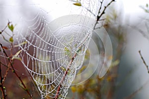 Cob web