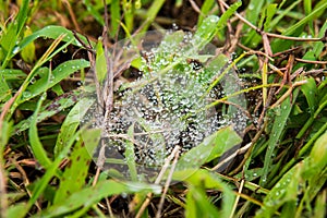 A cob web that catches rain dews
