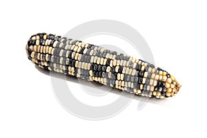 Cob of white and purple corn isolated on white background