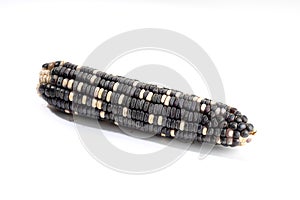 Cob of white and purple corn isolated on white background