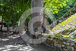 Coba Maya Ruins huge old Ceiba tree tropical jungle Mexico