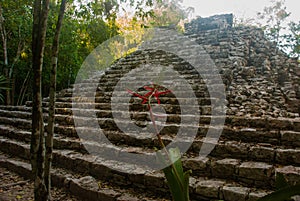 Coba, Mexico. Ancient mayan city in Mexico. Coba is an archaeological area and a famous landmark of Yucatan Peninsula