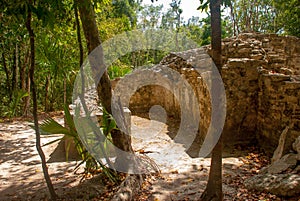 Coba, Mexico. Ancient mayan city in Mexico. Coba is an archaeological area and a famous landmark of Yucatan Peninsula. Forest arou