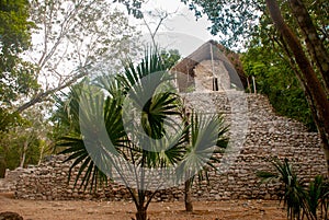 Coba, Mexico, Yucatan: Archaeological complex, ruins and pyramids in the ancient Mayan city