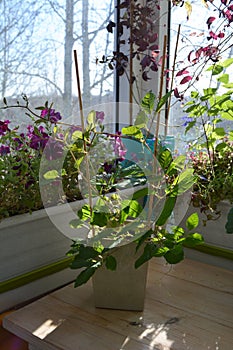 Cobaea with green and purple leaves, petunia, nettle and lobelia in balcony landscaping