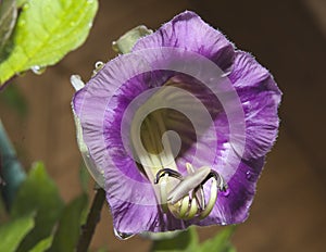 Cobaea scandens