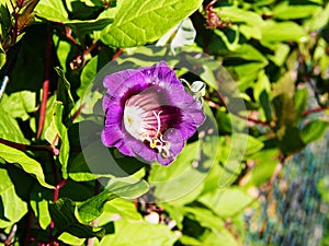 Cobaea scandens flower closeup