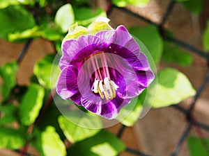 Cobaea scandens flower closeup