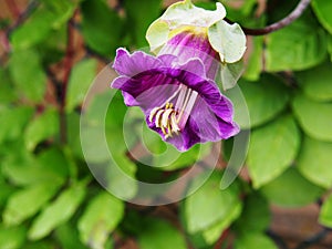 Cobaea scandens flower closeup photo
