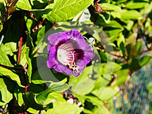 Cobaea scandens flower closeup photo