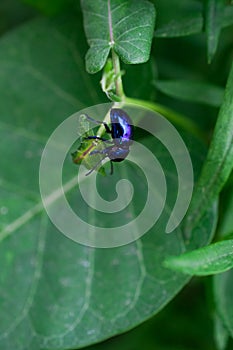 Cobalt Blue Milkweed Beetle. Closeup.