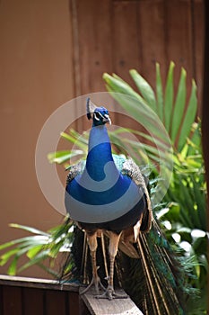 Cobalt Blue Peafowl Standing Up with Feathers Trailing