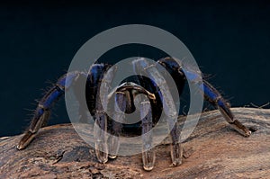 Cobalt Blue Tarantula