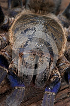 Cobalt Blue Tarantula