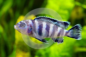 Cobalt Blue Zebra Cichlid