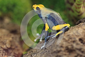 Cobalt poison frog photo