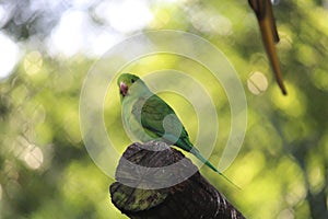 Cobalt-rumped parrotlet (Forpus xanthopterygius) in a aviary photo