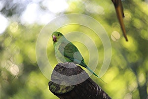Cobalt-rumped parrotlet (Forpus xanthopterygius) in a aviary photo