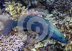 A Cobalt Slender Grouper Epinephelus leucogrammicus in the Red Sea