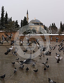 Coban Mustafa Pasha Mosque and Pigeons photo