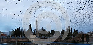 Coban Mustafa Pasha Mosque and Starlings