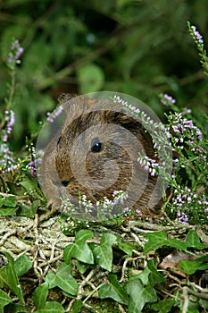 COBAYE DOMESTIQUE cavia porcellus