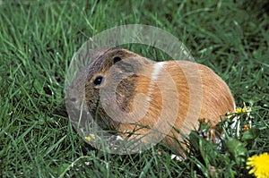 COBAYE DOMESTIQUE cavia porcellus