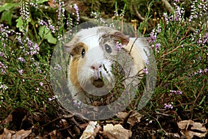 COBAYE DOMESTIQUE cavia porcellus