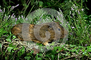 COBAYE DOMESTIQUE cavia porcellus