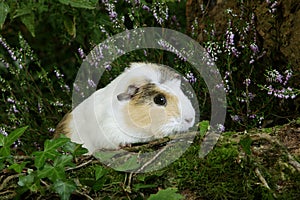 COBAYE DOMESTIQUE cavia porcellus