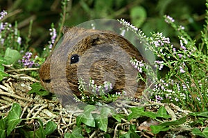 COBAYE DOMESTIQUE cavia porcellus