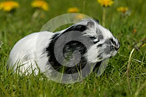 COBAYE DOMESTIQUE A POIL LONG cavia porcellus