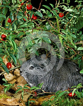 COBAYE DOMESTIQUE A POIL LONG cavia porcellus photo