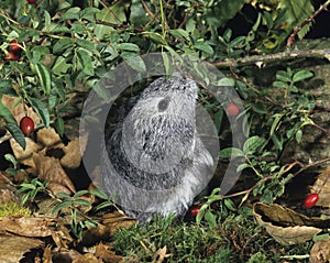 COBAYE DOMESTIQUE A POIL LONG cavia porcellus photo