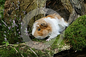 COBAYE A POIL FRISE cavia porcellus