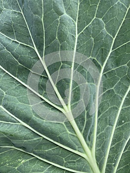 Cobbage Leaf Zoom Details Pattern Background photo