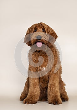 Cobberdog Labradoodle on champagne background