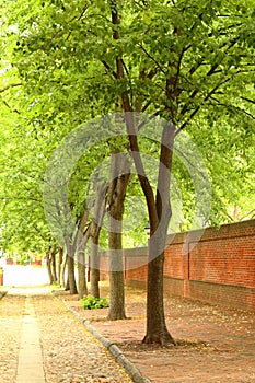 Cobble Stone Tree Lined Street