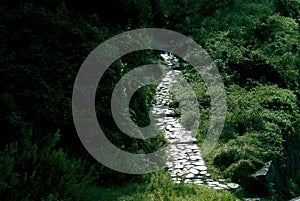 cobbled path in back lit in green shrubbery