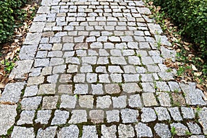 Cobbled path in the garden