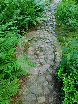 Cobbled path in a garden