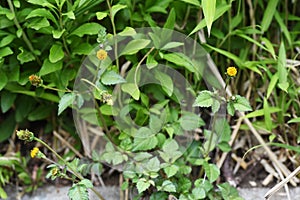 Cobbler`s pegs flowers