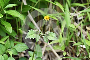 Cobbler`s pegs flowers