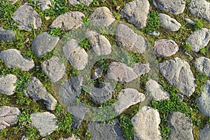 Cobbles close-up with a green grass in the seams. Old stone pavement texture. Cobblestoned pavement . Abstract background