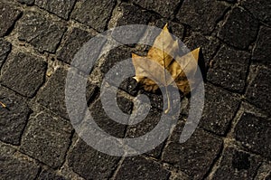 Cobbles and dead leaf at night