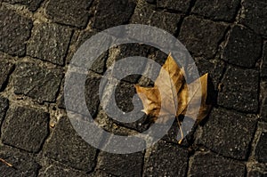 Cobbles and dead leaf at night