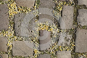 Cobblestone, cobblestones with yellow petals