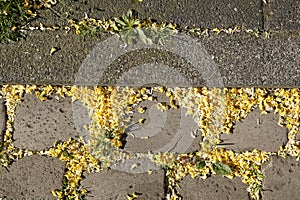 Cobblestone, cobblestones with yellow petals