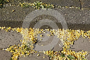 Cobblestone, cobblestones with yellow petals